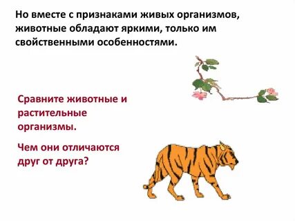 Назовите отличия животного организма от растительного