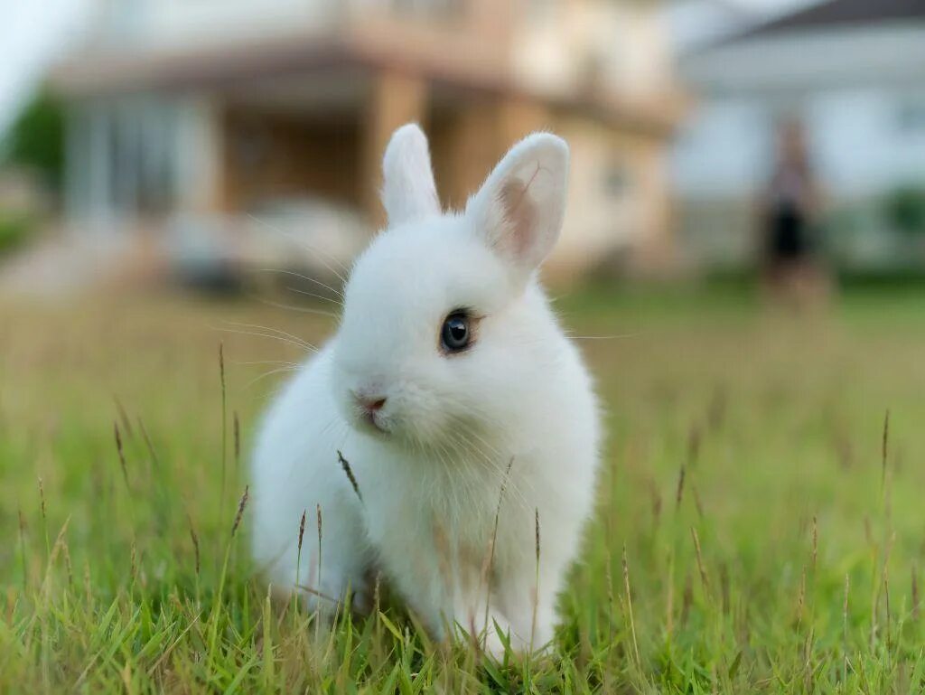 Кролик Пигмей белый. Гермелин (порода). Карликовый кролик Пигмей белый. Короткошерстный карликовый кролик.