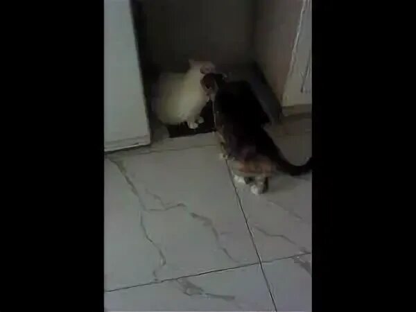 Снится что кошка нападает и царапает. Котенок нападает. кошка напала на человека.
