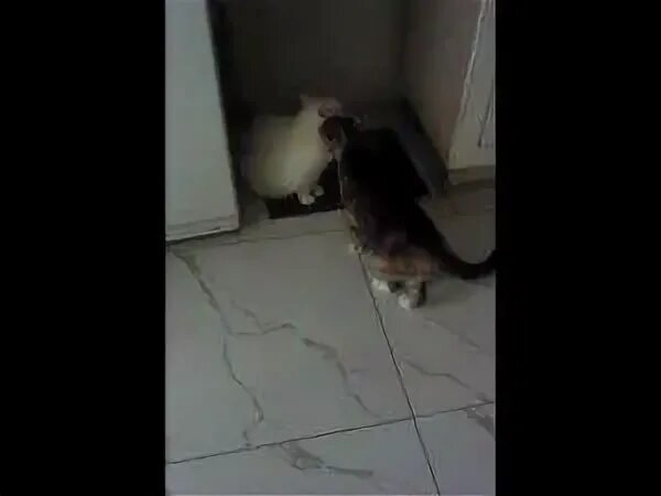 Котенок нападает. Кошки нападают на людей.