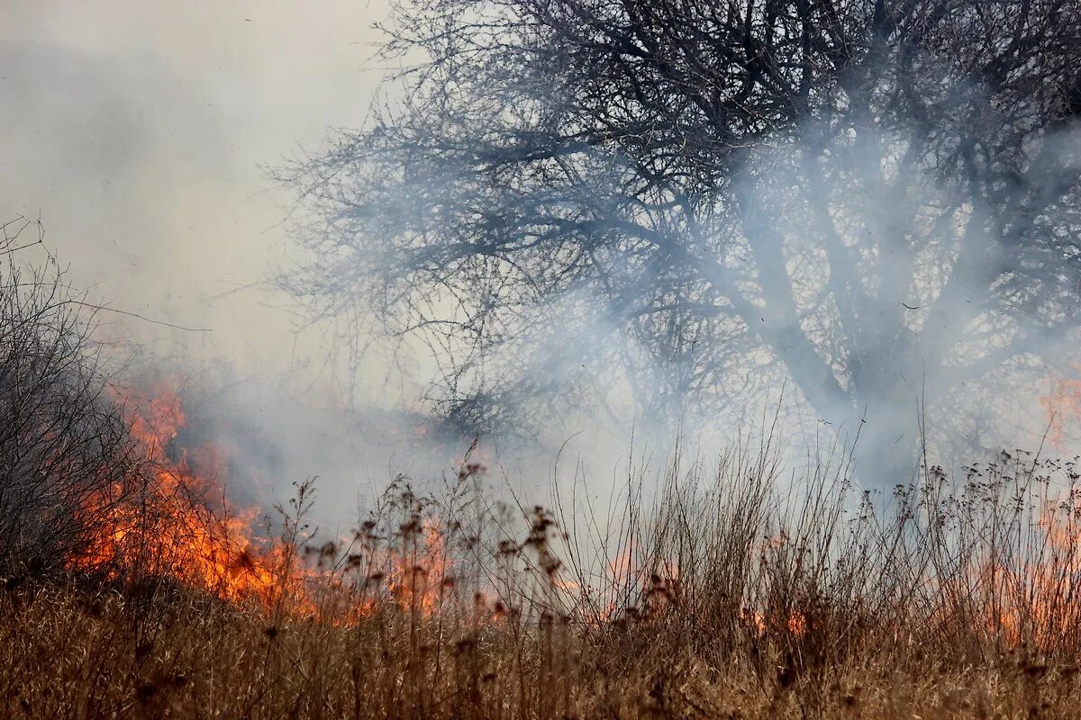 дымящиеся поля. дым в степи.