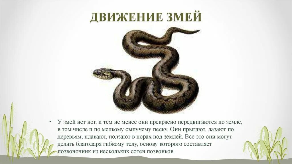 Изергиль готова была поползти змеей. Движение змеи. Способы передвижения змей. Змея способ передвижения. Змея в движении.