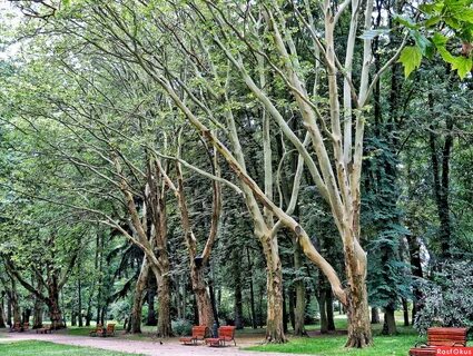 Платановая аллея