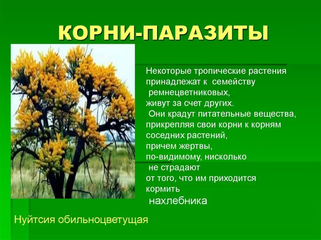 Корень паразит. Корни растений паразитов. корневые паразитические растения. корни растений паразитов функции. корневые паразиты растения примеры.