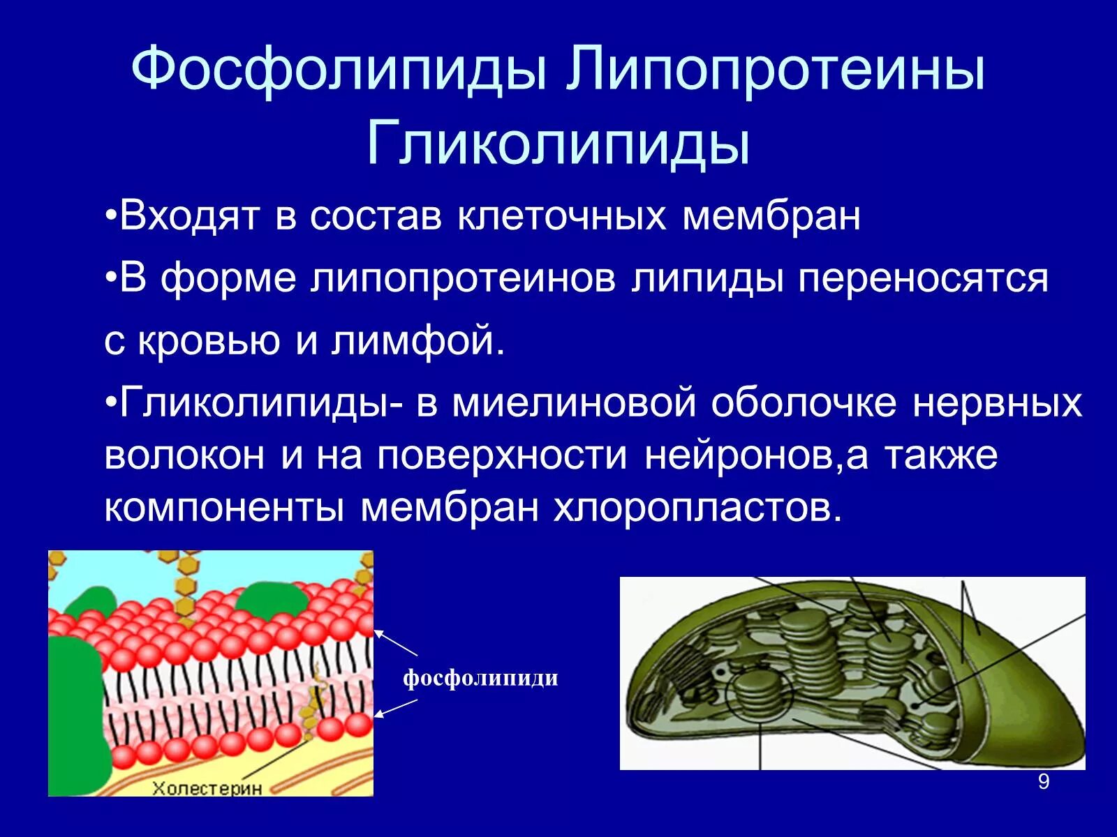 Фосфолипиды клеточной мембраны. Фосфолипиды гликолипиды липопротеиды. В состав мембраны входят. Липопротеины мембран. Биополимеры липидов