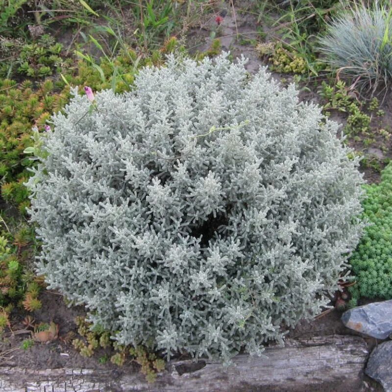 Ива пурпурная “canyon blue. Ива ползучая nitida. Глаука калликарпа хальт. Ива ползучая аргентеа salix repens argentea. Магония падуболистная съедобная.