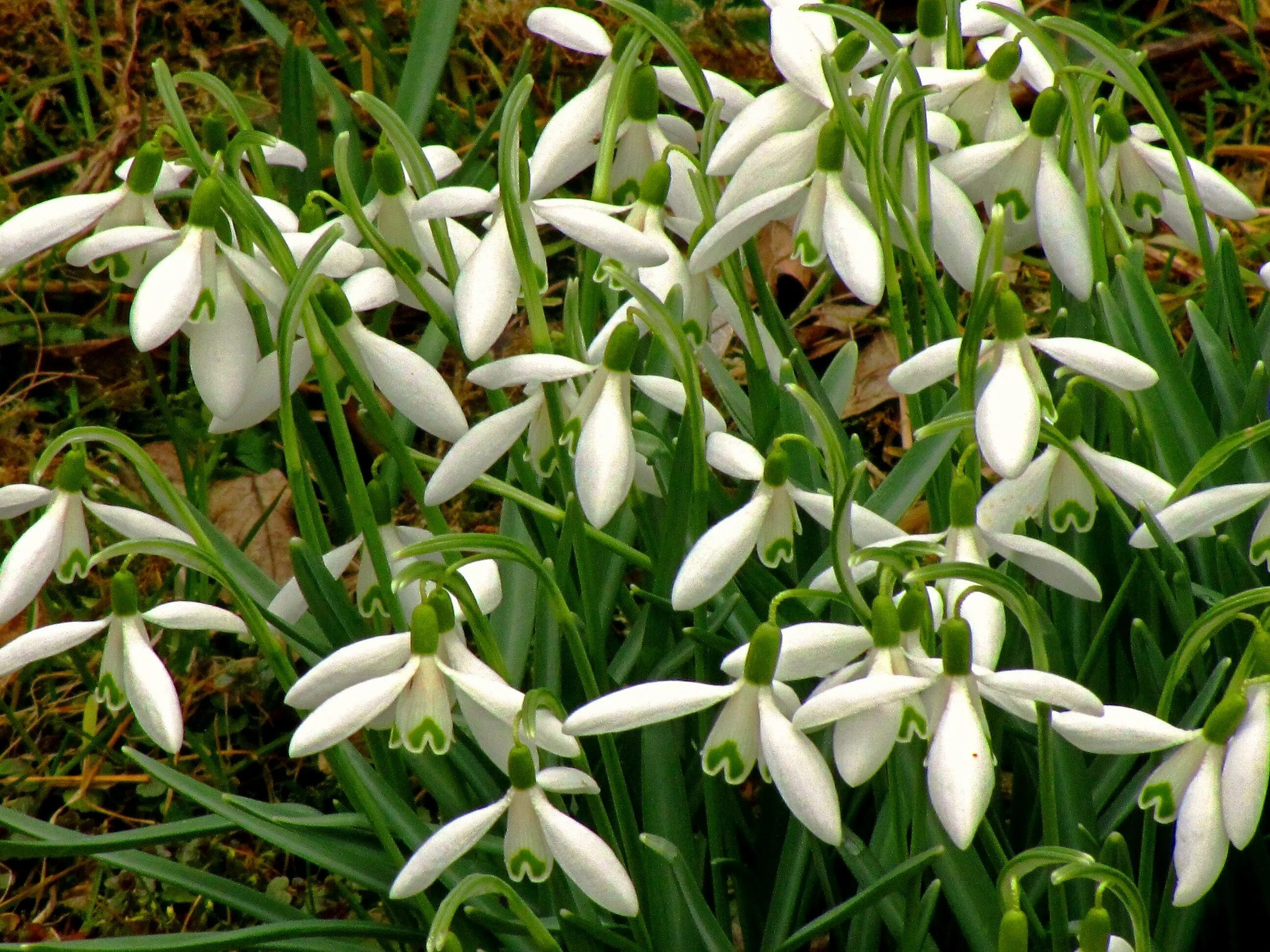 Галантус цветок фото и описание. Подснежник Воронова (Galanthus woronowii). Подснежник Галантус кавказский. Галантус woronowii. Первоцветы галантусы.