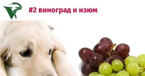 Можно ли собакам виноград