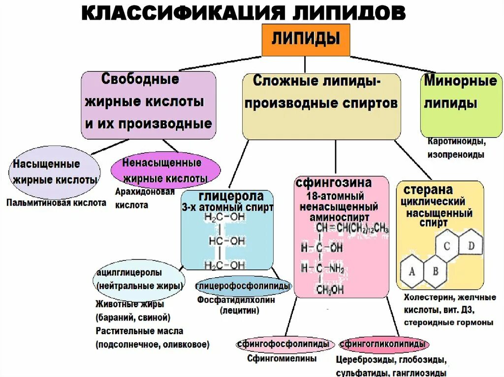 Связи липидов. Классификация липидов жирные кислоты. Формула соединений липидов. Классификация, структура и биологическая роль липидов.. Структура, классификация, функции липидов.