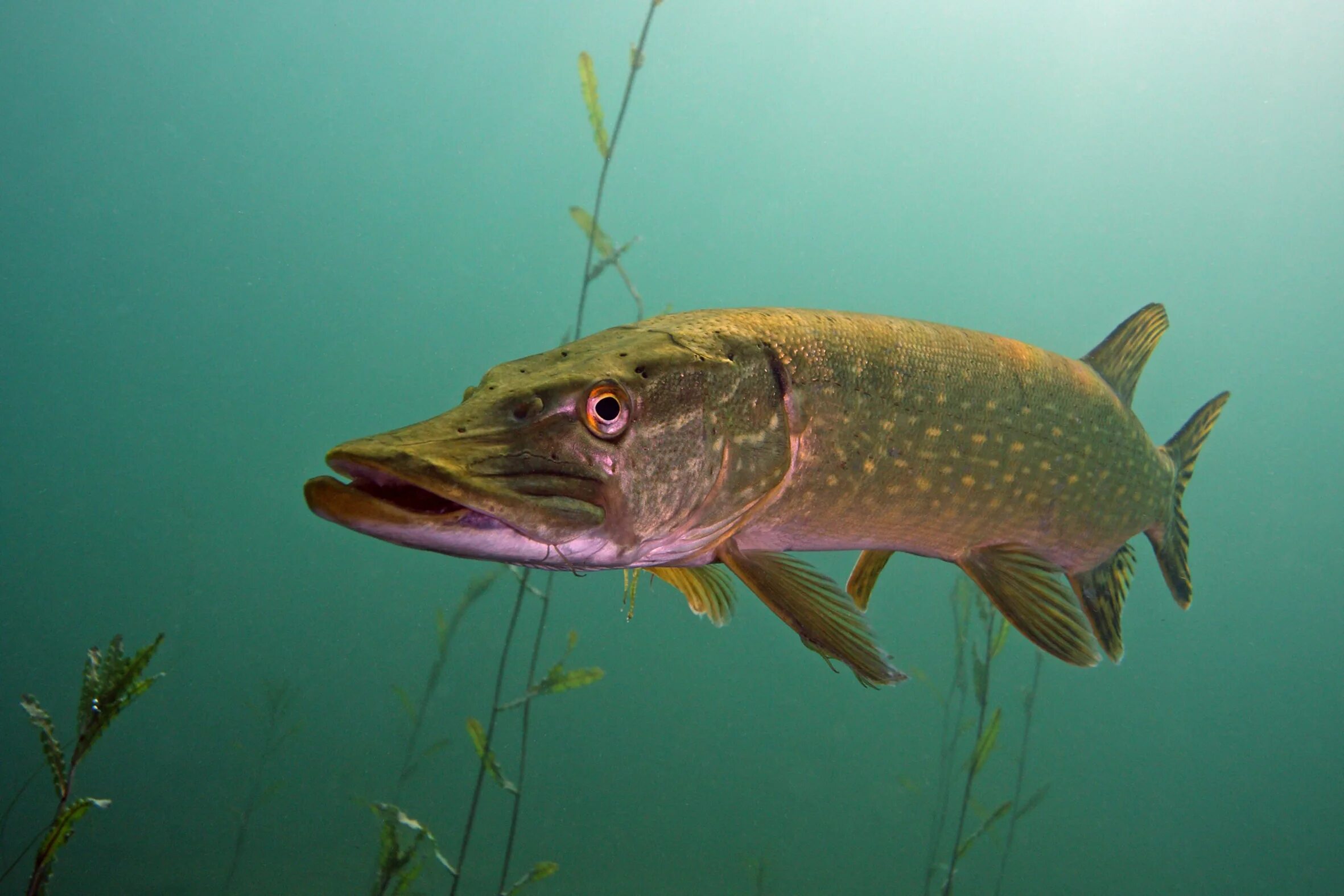 Обыкновенная щука (Esox Lucius). Вид обыкновенная щука - Esox Lucius. Рыба щука Esox Lucius. Щука Байкальская. Рыбы пресноводных водоемов