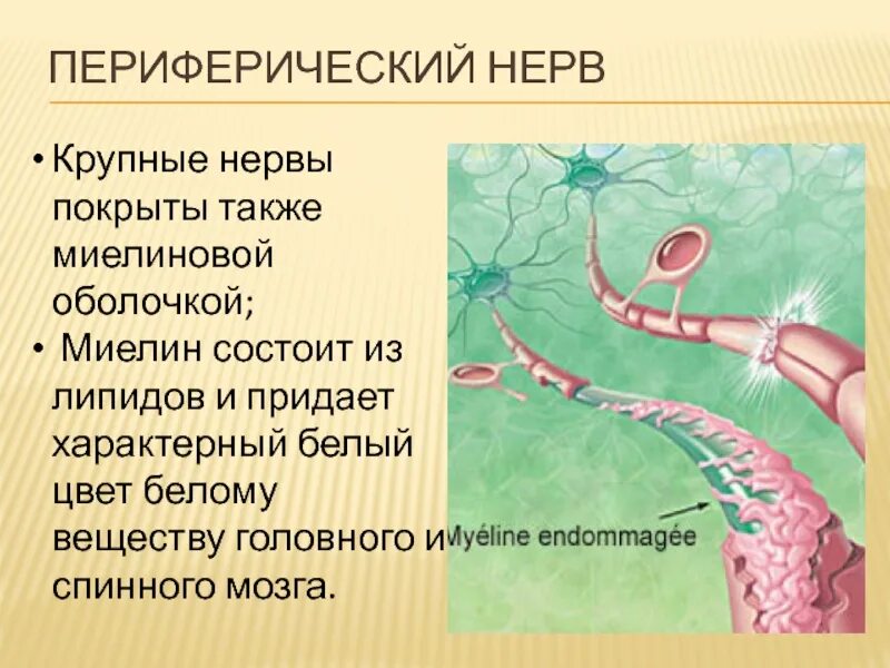 Периферический период. Периферический период