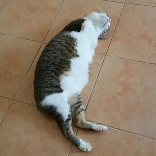 Котята заваливаются на бок
