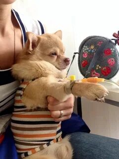 Станция по борьбе с болезнями животных отзывы