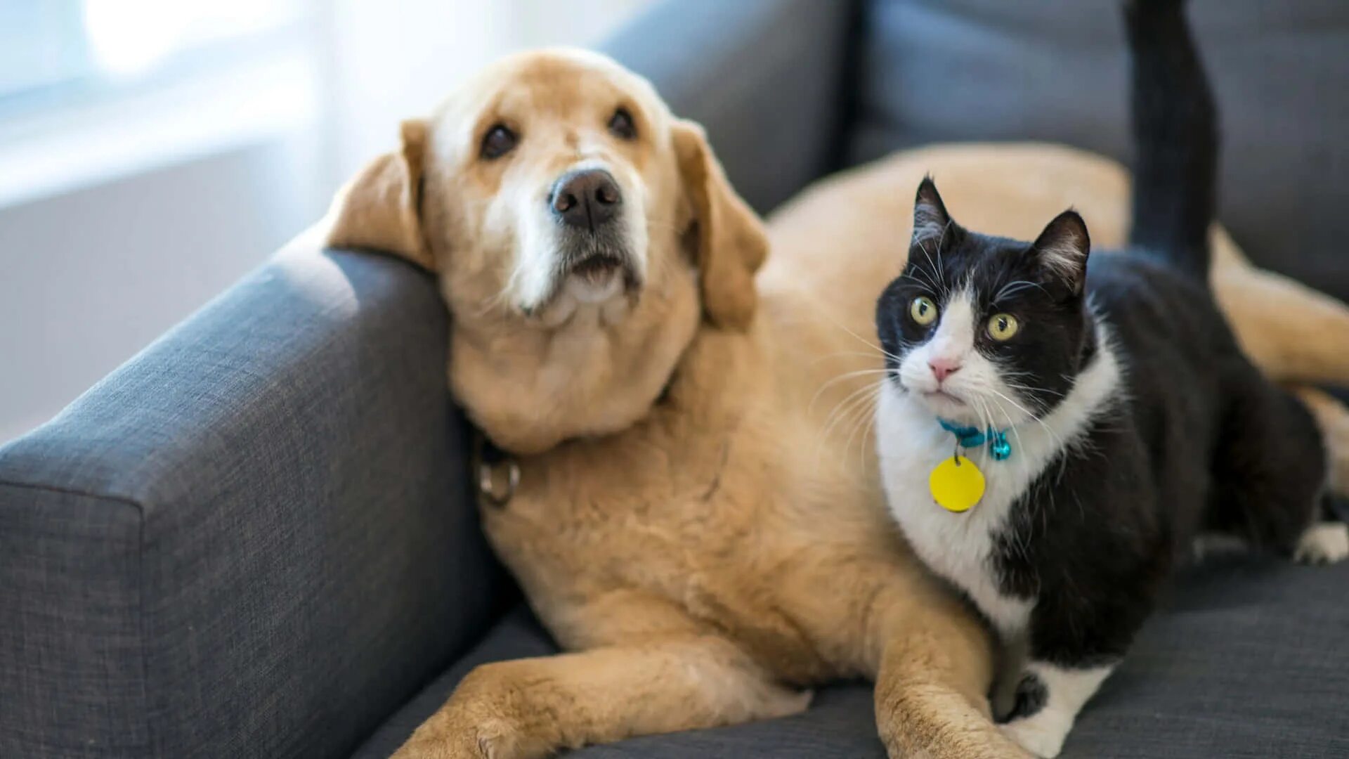Pets. Собака и кошка стоковые картинки. Кошка Сток. Завоз животных. Pets фото