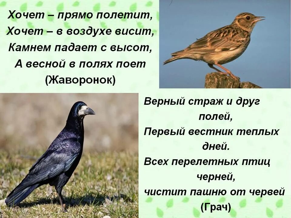 Загадки про птиц 4 лет. Загадки про перелетных птиц. Загадка оперелетнвх птивыпхх. Загадки про перелетных птиц для детей. Загадки про перелетных птиц для детей 6-7.