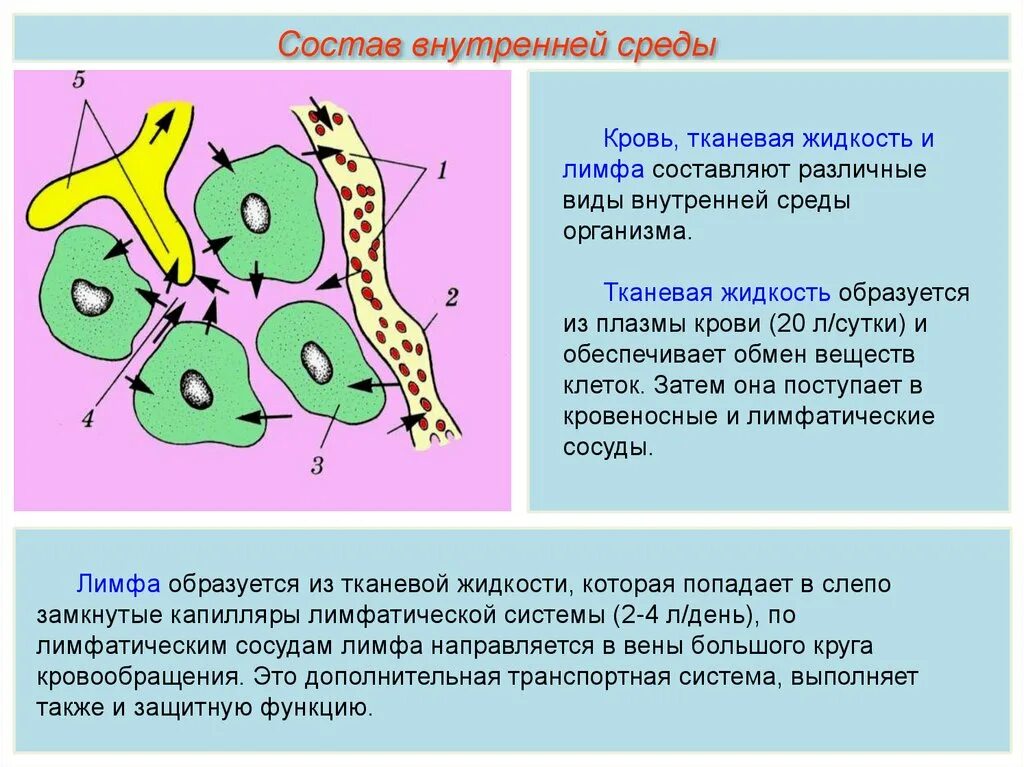 Кровь лимфа межклеточная жидкость. Тканевая жидкость. Кровь лимфа тканевая жидкость. Состав крови лимфы и тканевой жидкости. Межклеточная вода в организме