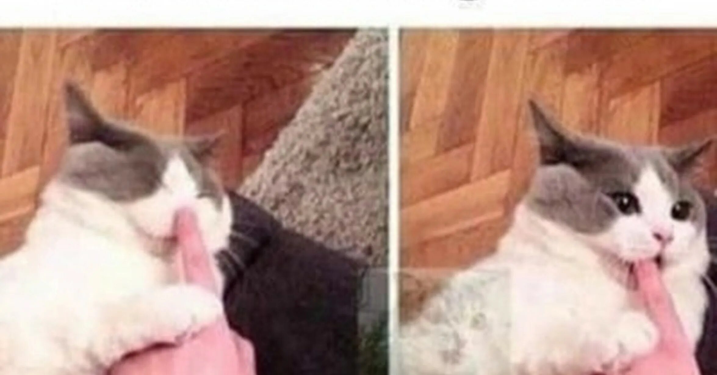 Кот тыкается носом. Котик тык. тык в носик кот. тык кусь. мем с котом тык.