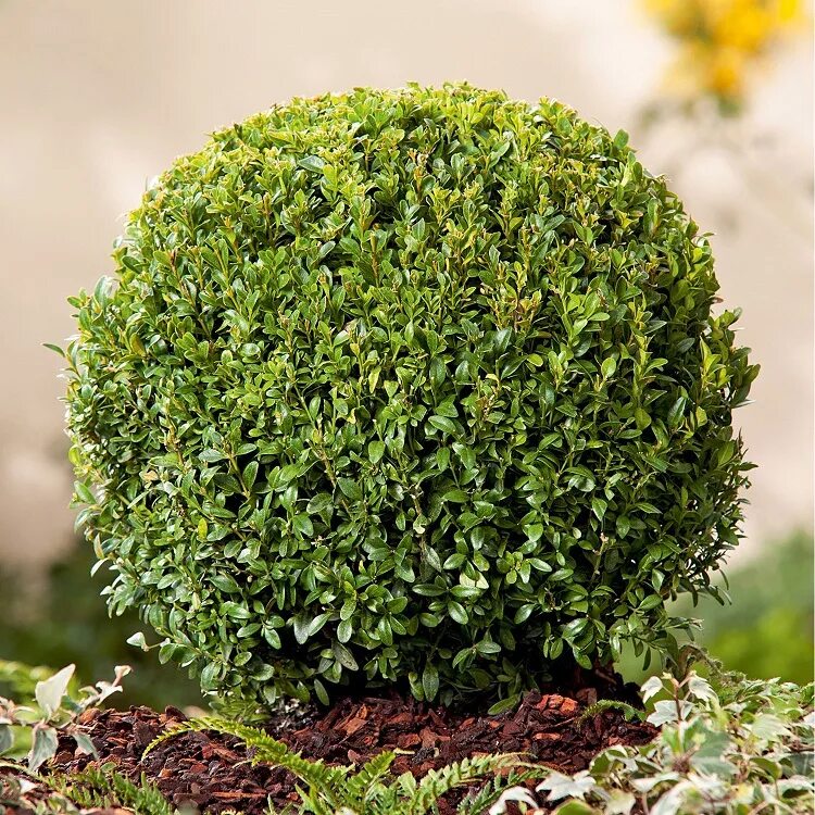 Самшит Буксус. Вечнозеленый кустарник самшит. Buxus sempervirens самшит. Самшит вечнозелёный.