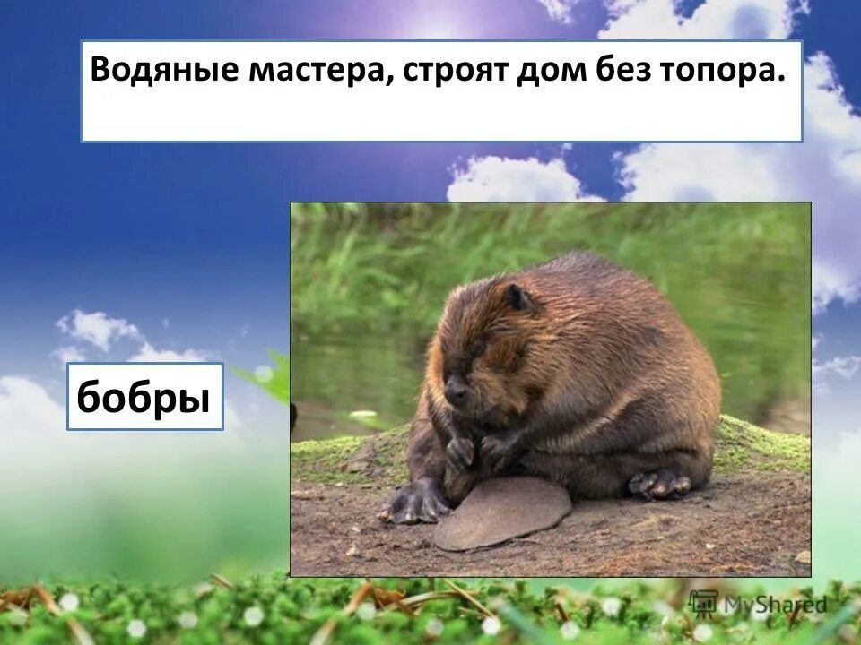 Водяные мастера строят дом без топора. Водяные мастера строят дом без топора. Земляные мастера строят дом без топора. Водяные мастера строят дом без топора. Загадка про бобра.