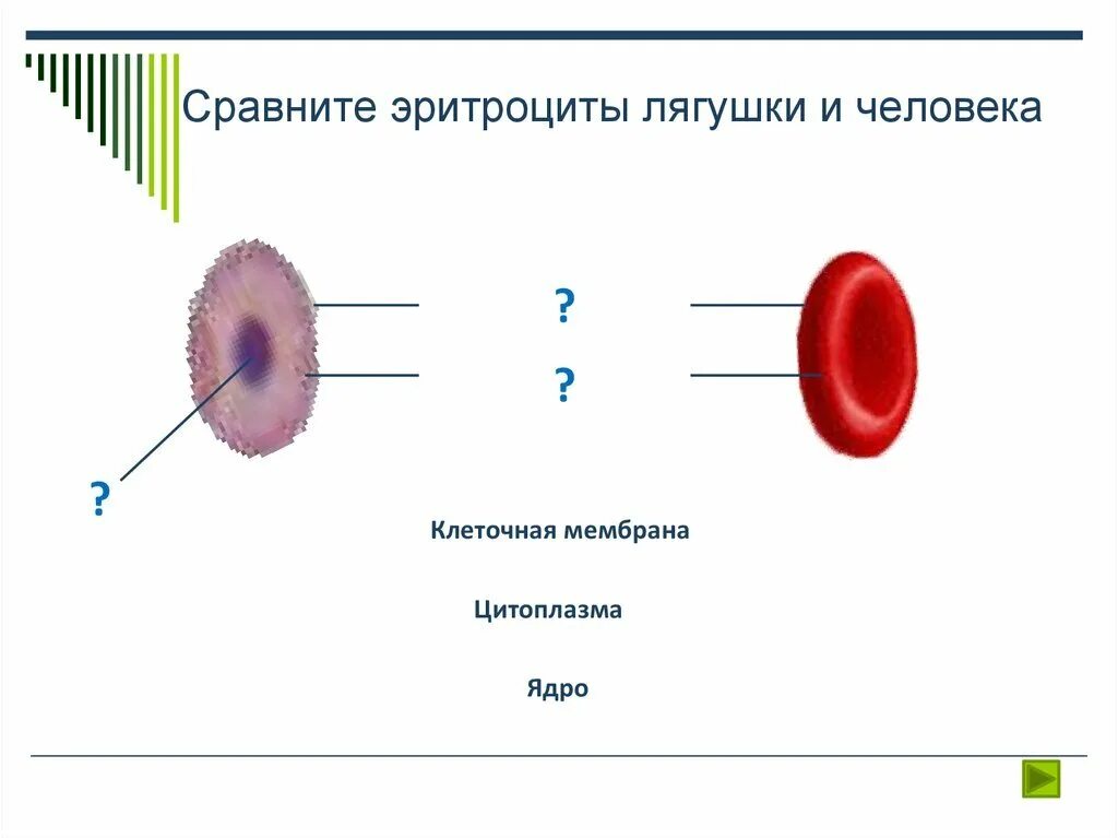 Эритроцит лягушки. Строение эритроцита человека и лягушки рисунок. строение мембраны эритроцита. строение эритроцитов лягушки рисунок. эритроциты в крови человека и лягушки рисунок.