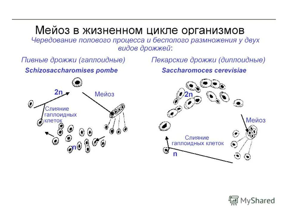 Жизненный цикл дрожжей схема. Гаплоидный цикл грибов. Жизненный цикл гриба дрожжи. Циклы развития дрожжей схема.