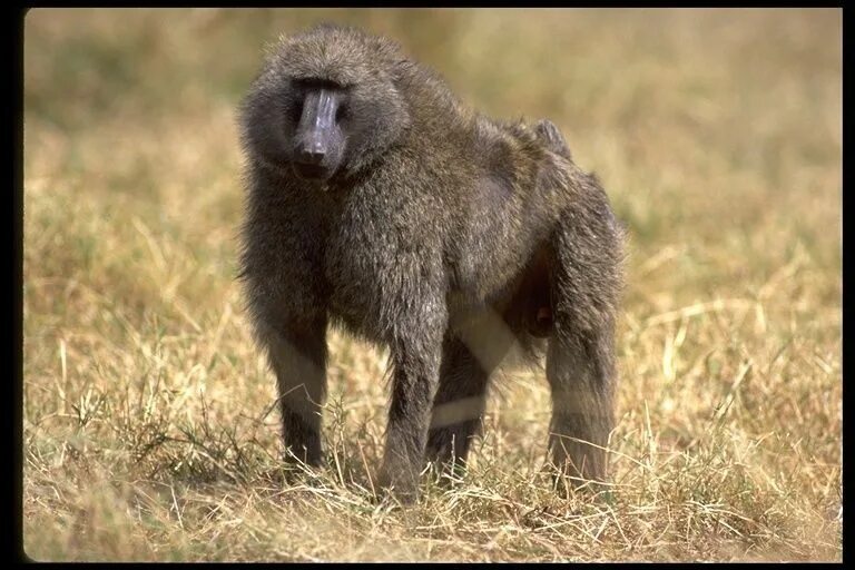 Анубис - обезьяна-павиан. Павиан африканский. Павианы в африке. Павиан анубис и бабуин. Анубис - обезьяна-павиан.