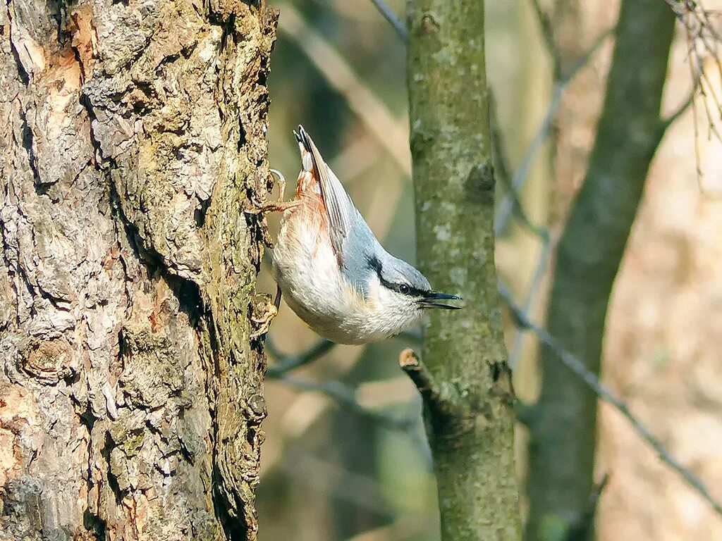 Поползень и пухляк. Повадился поползень на огород. Повадился поползень на огород. Стрижев "поползень. Поползень дальневосточный.