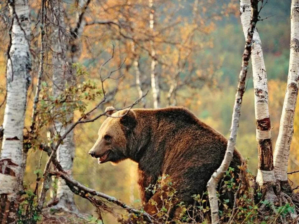 Якутский тундровый волк. Животный мир кирова. Баргузинский заповедник соболь. Животный мир кирова. Животные сибири.