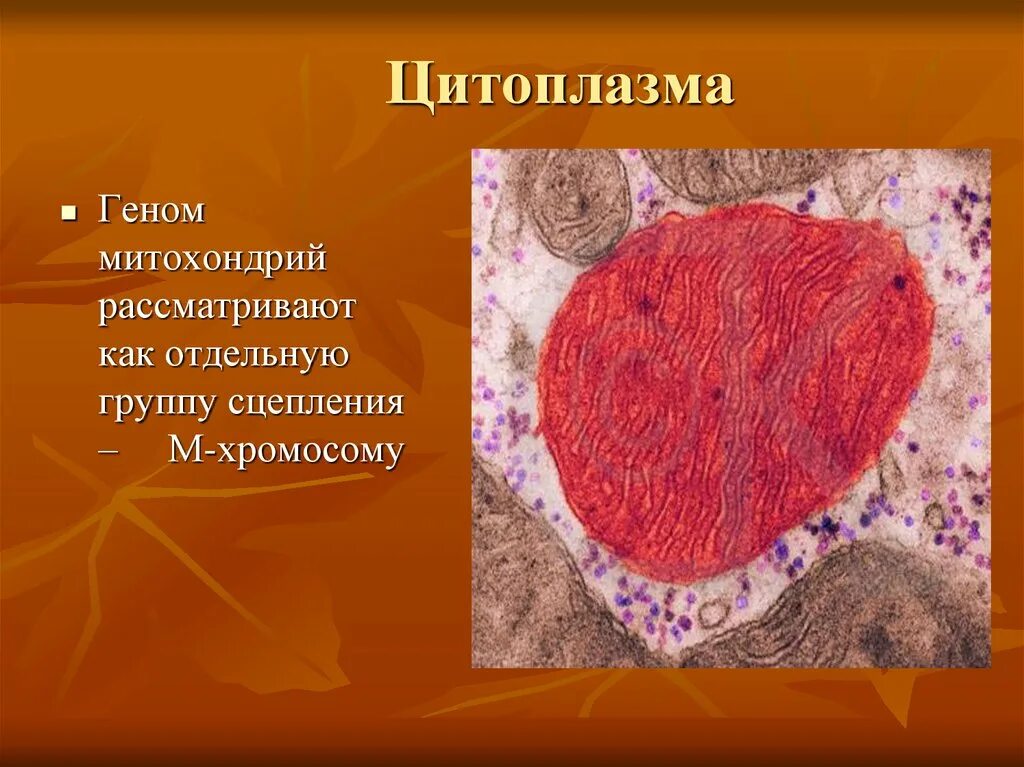 Определите функции цитоплазмы