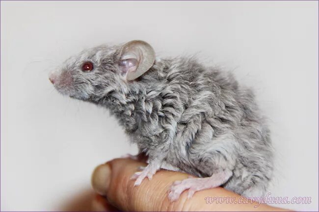 мышь с длинной шерстью. длинношерстная крыса. сирийский анкирский хомяк. мышь с длинной шерстью. кудрявые мыши.