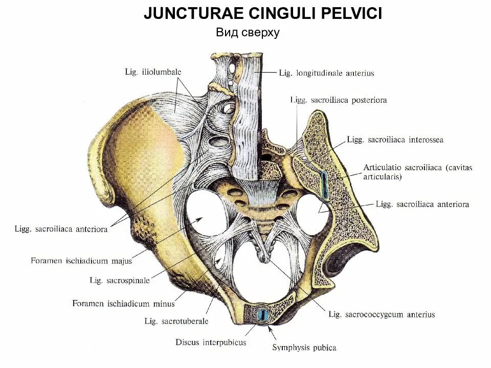 Соединения таза. Соединения таза. Соединение костей пояса нижних конечностей. Связочный аппарат крестцово подвздошного сустава. Крестцово копчиковый сустав связки.