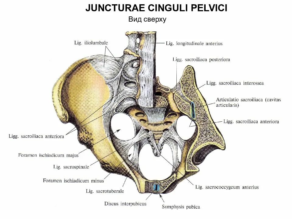 Соединение лобковых костей. Связки таза вид спереди анатомия. Соединение костей таза анатомия. Соединения костей таза медунивер. Костно связочный аппарат таза.