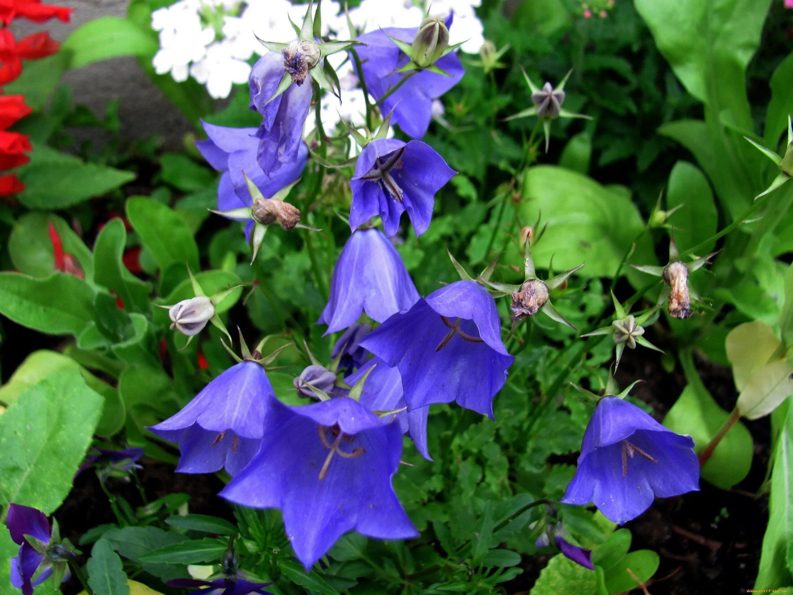 Домашние колокольчики фото. Колокольчик Кампана Lilac. Кампанула - домашний колокольчик.. Колокольчик равнолистный пурпурный. Колокольчик Сибирский.