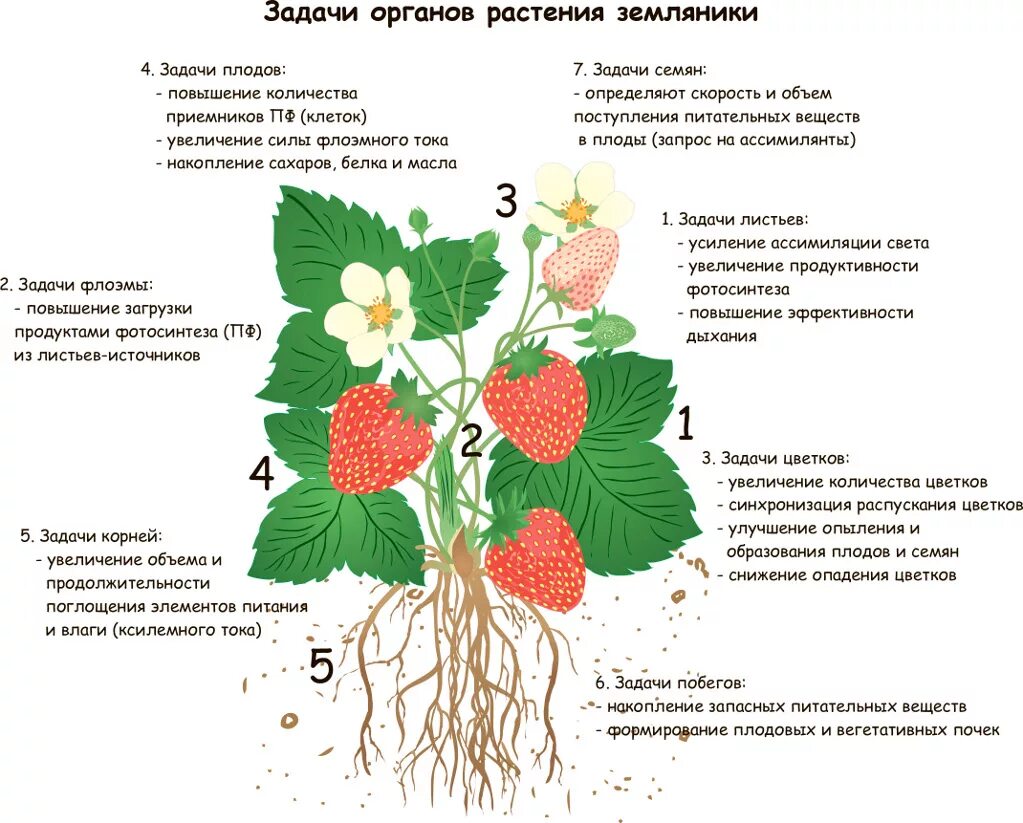 Клубника класс растений. Черешок земляники. Земляника Лесная строение. Характеристика стебля земляники. Функция стебля земляники садовой.