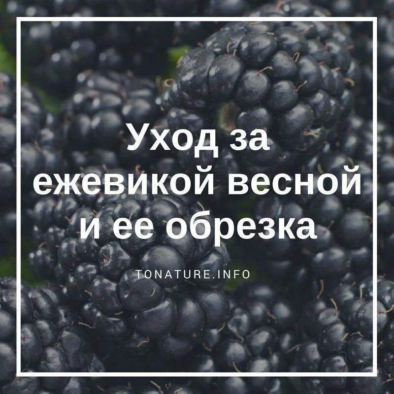 Как ухаживать за ежевикой весной. Ежевика цитаты и афоризмы.