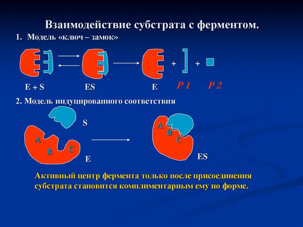 Этапы действия ферментов. Модели взаимодействия активного центра ферментов с субстратом. Взаимодействие фермента с субстратом. Механизм взаимодействия фермента и субстрата. Модели взаимодействия фермента с субстратом.