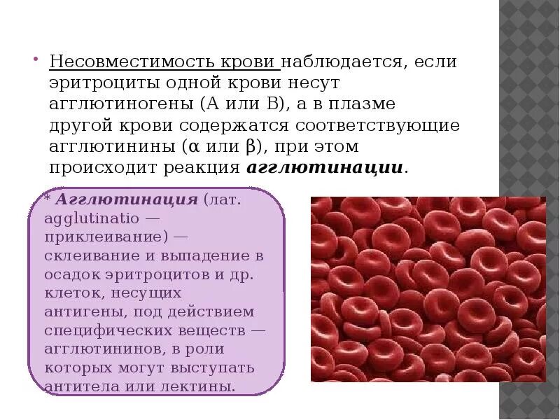 Резус несовместимость крови. Несовместимость по крови. Биологическая несовместимость крови. Несовместимость групп крови. Группы крови генетика.