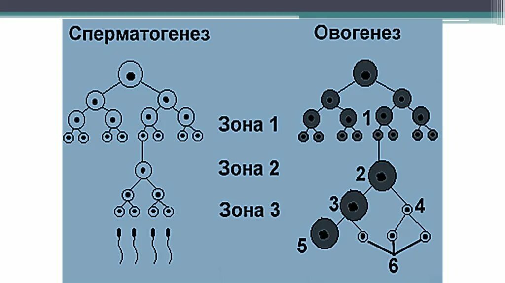 Схема основных этапов сперматогенеза и овогенеза. Схема процесса овогенеза. Схема сперматогенеза и овогенеза. Схема сперматогенеза рисунок.