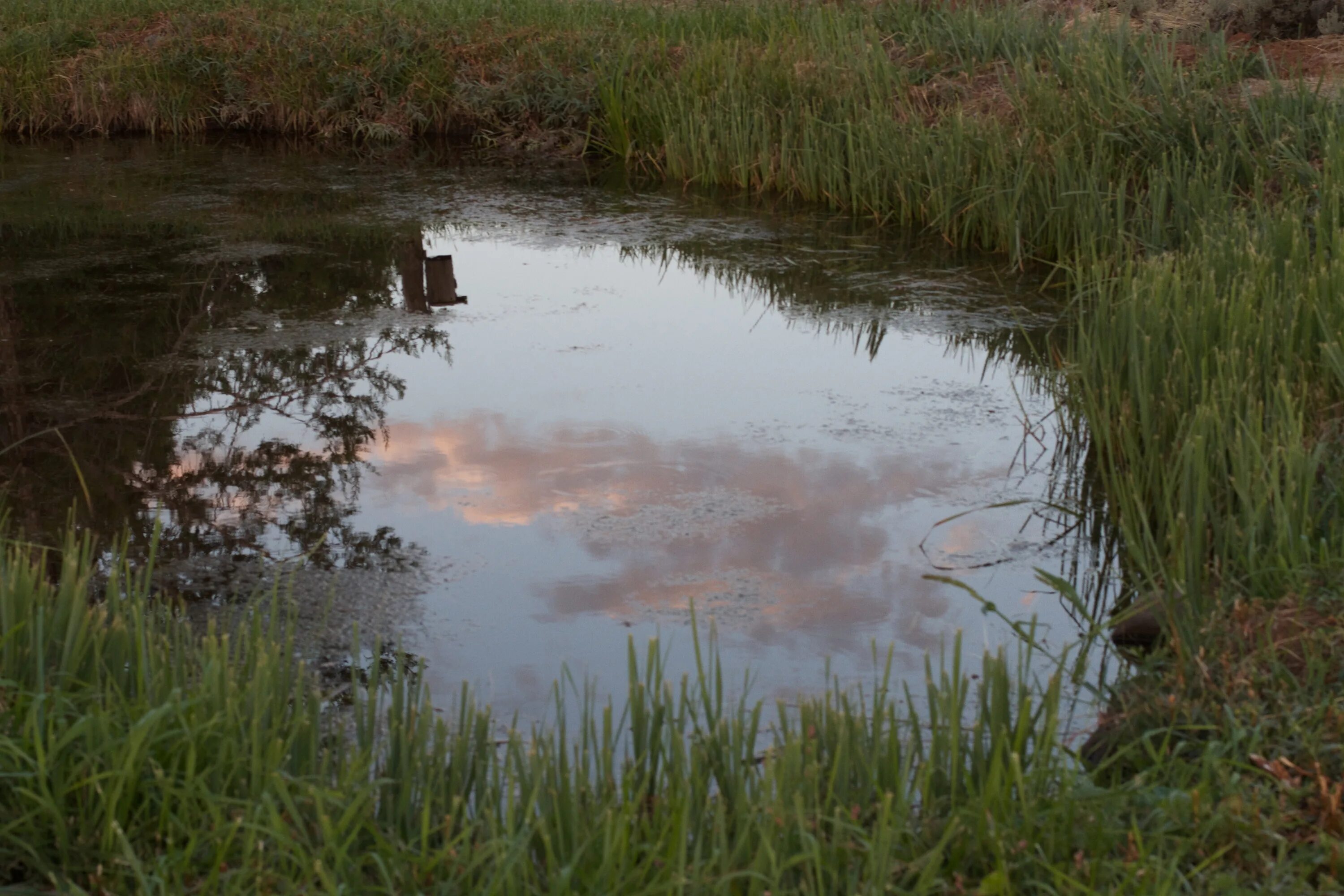 Маленький дикий пруд. Озеро лужицы. Дикий водоем. Пруд дикий. Дикий водоем.