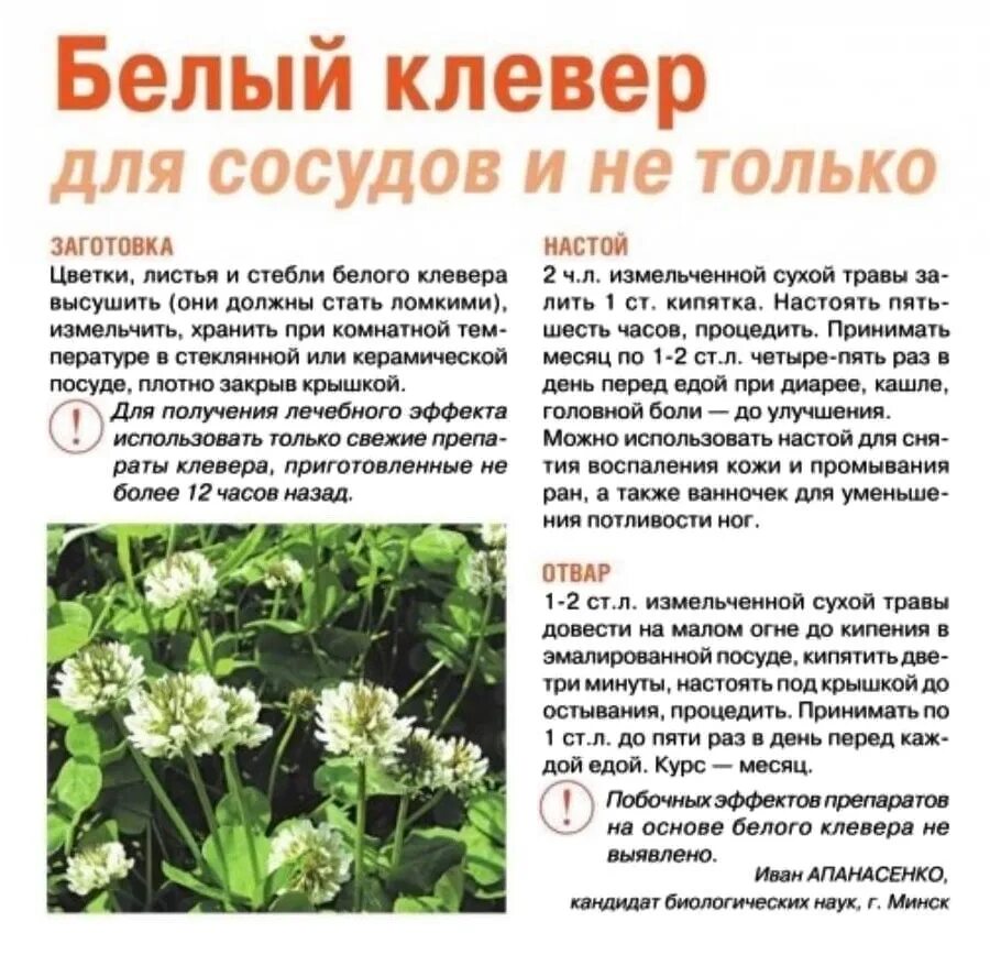 Лекарственные растения клевер луговой. Клевер полезные. Клевер луговой лекарственные свойства растения. Польза красного клевера для организма. Клевер лечебный.