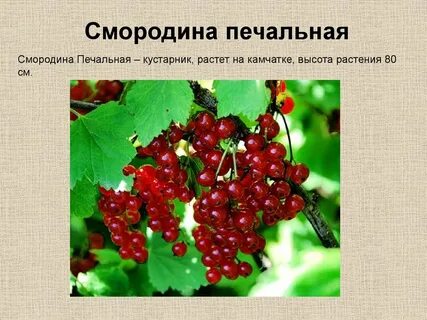 Смородина текст