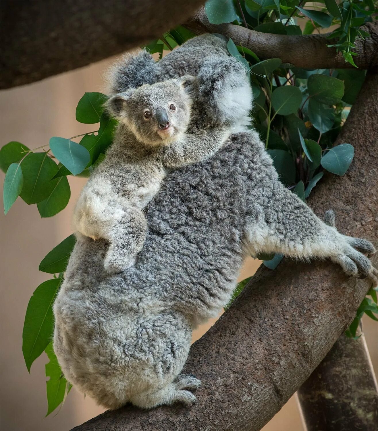 Коала мама. Мишка коала. Коала сумчатое животное. Мишка коала с детенышем. Коала с детенышем.