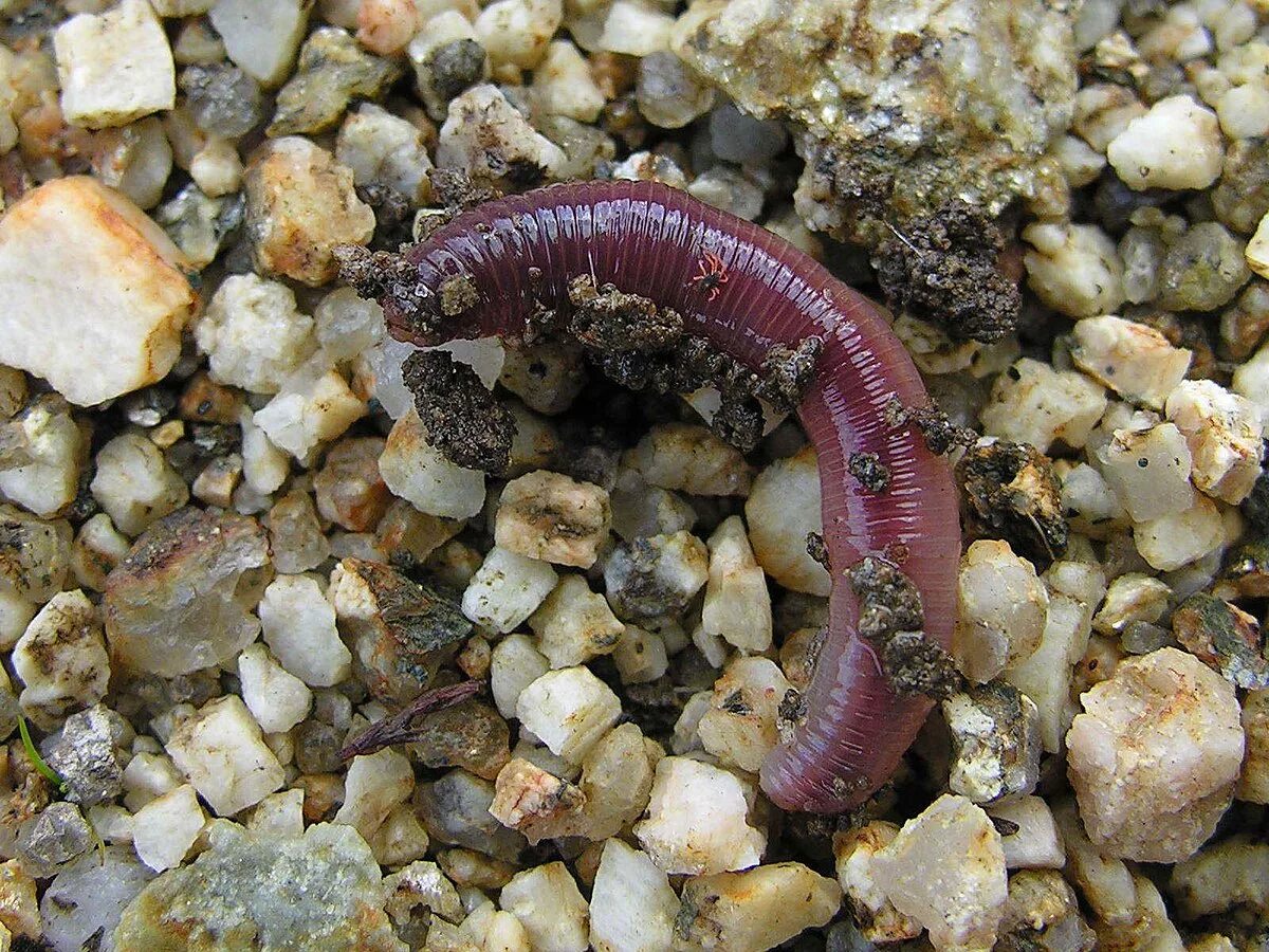 Стволовой червь. Lumbricus terrestris обыкновенный дождевой червь.