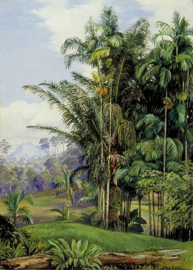 Дикие пальмы книга. Тропический пейзаж. Дикие пальмы. Ботанический пейзаж Тропик. Картины джунгли пейзажи.