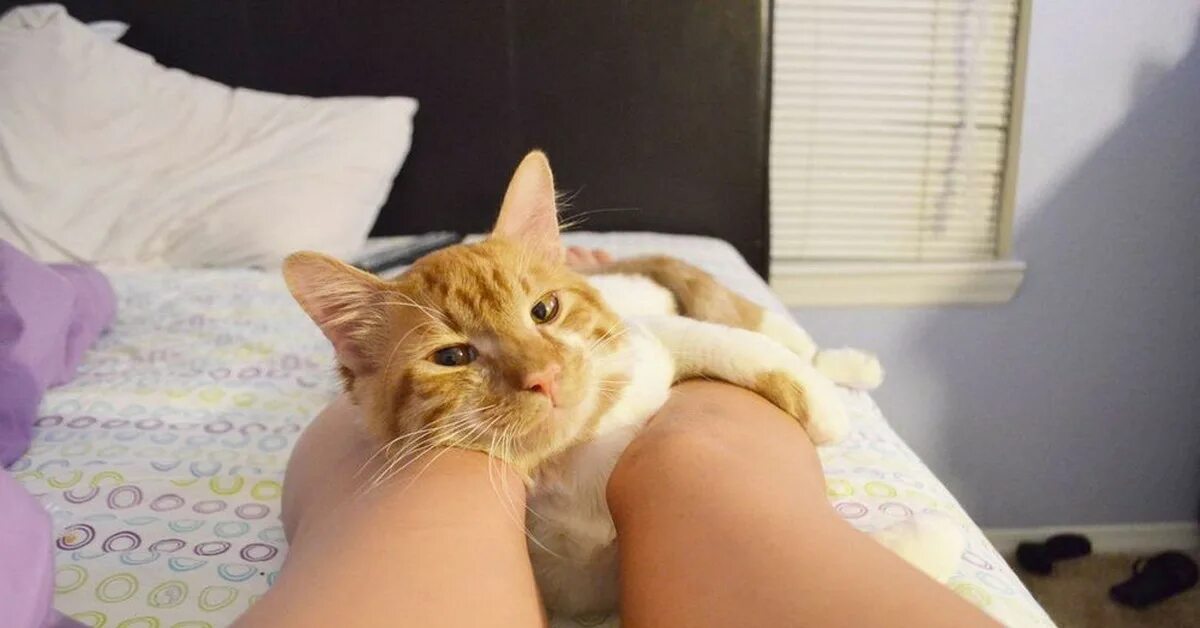 Фото киски. Котик и киски. Ноги кошки. Кошечка между ног. Кошачья киска.