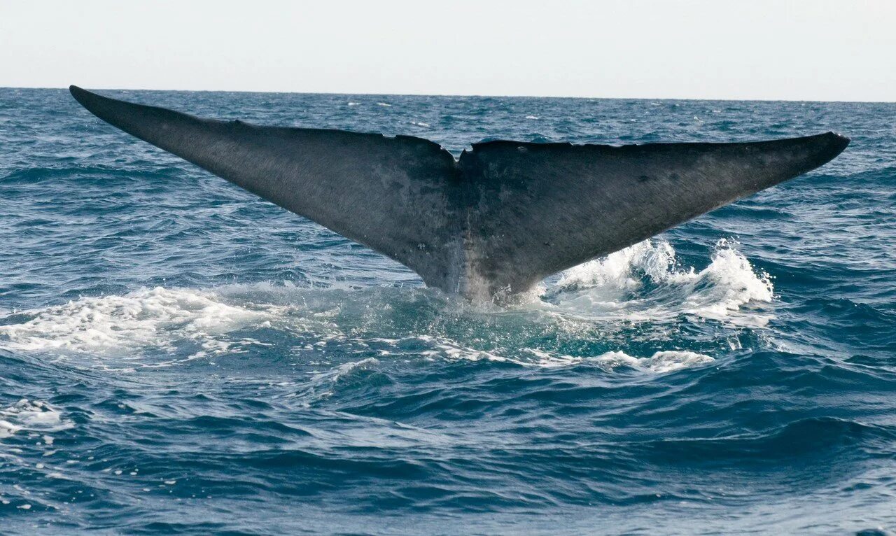 Синий кит. Большие киты. Самые большие киты в мире. Самый большой синий кит.