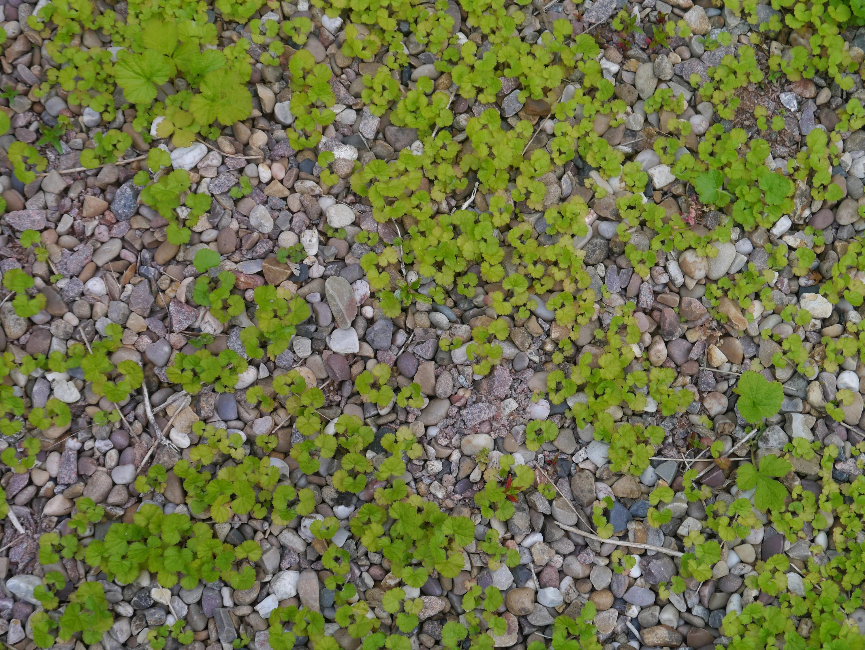 Path texture