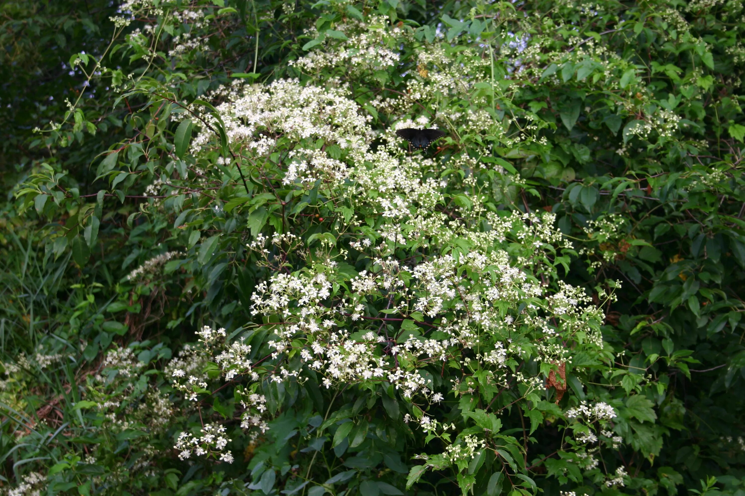 Clematis / Virginiana - Kuća biljaka