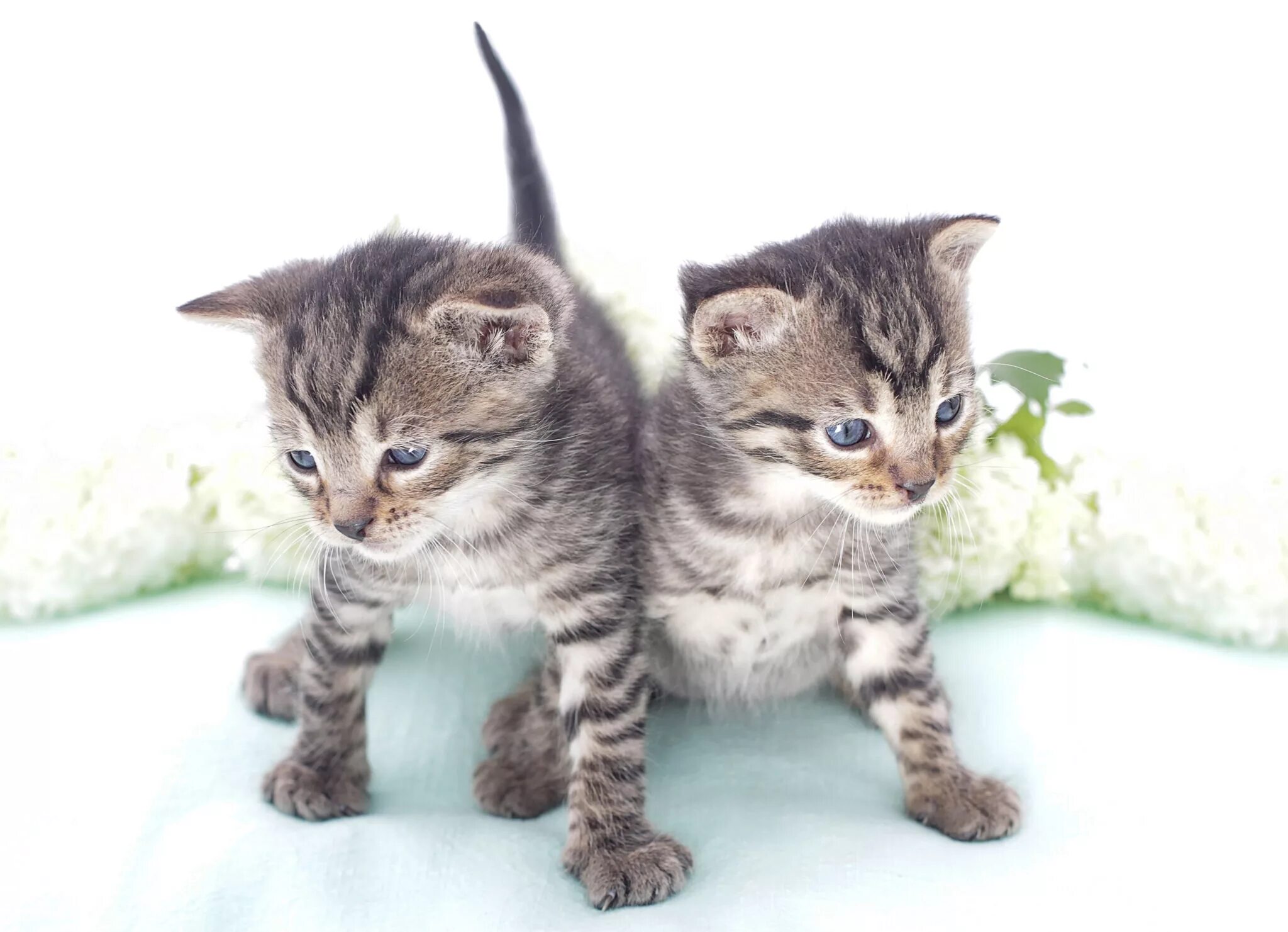 Kitten for 2
