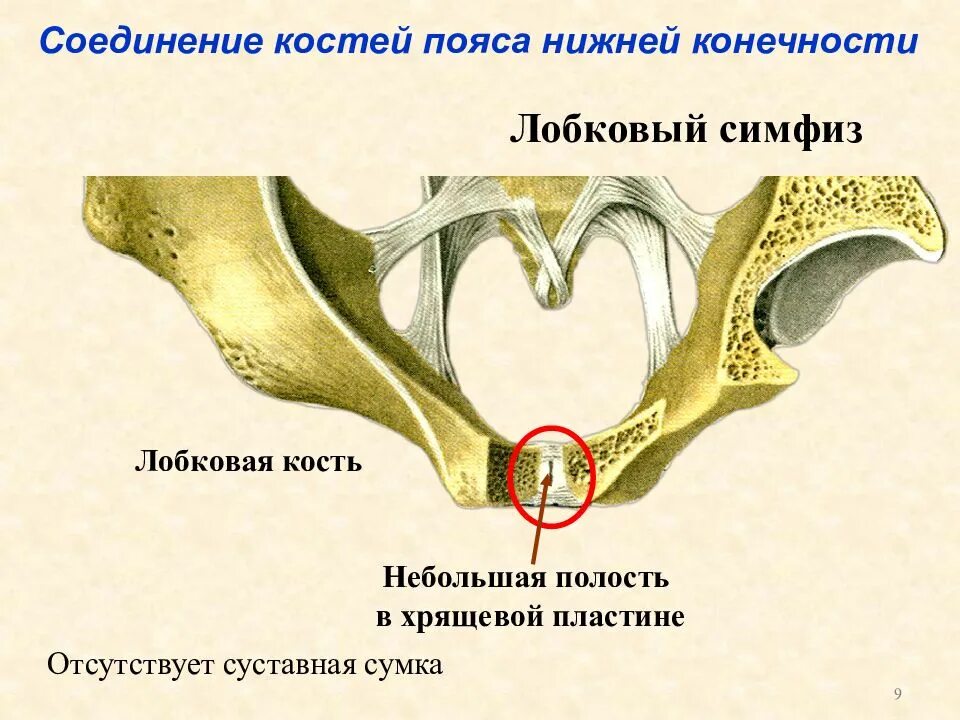 Края симфиза